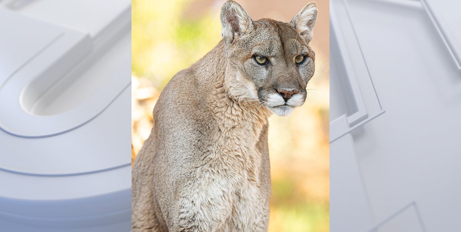 Phoenix Zoo mourns Mystic the Mountain Lion