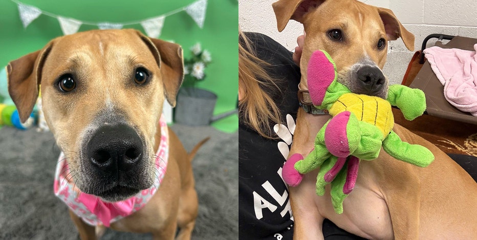 Phoenix pup looking for a forever home as hundreds of days pass by