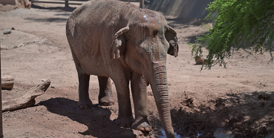 Indu, Phoenix Zoo's Asian elephant, dies at age 59
