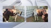 Deputies seek owner of malnourished horse found in Maricopa County