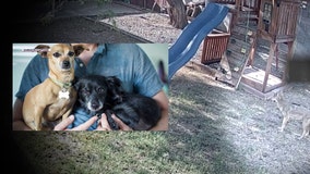 Phoenix couple sends coyote warning after their 2 dogs were killed