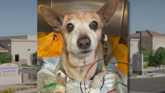 Arizona dog's rattlesnake bite offers lessons in pet safety