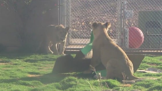 Phoenix Zoo lion cubs Azizi and Jasiri celebrate their first birthdays