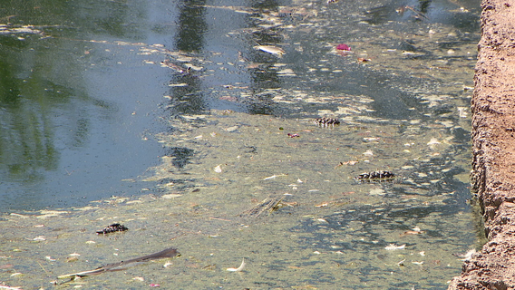 Dead ducks in Gilbert neighborhood pond cause community concern