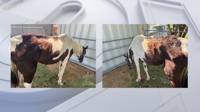 Deputies seek owner of malnourished horse found in Maricopa County
