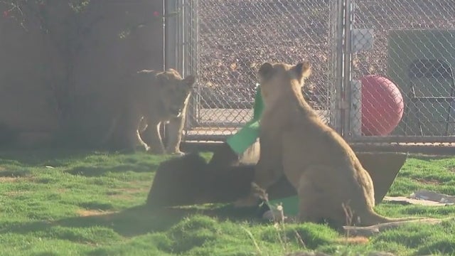 Phoenix Zoo lion cubs Azizi and Jasiri celebrate their first birthdays