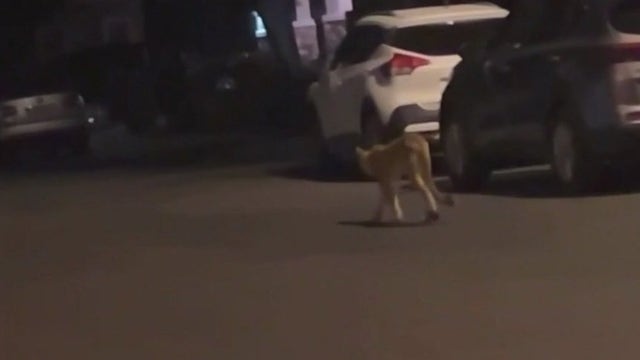 Verrado residents report more mountain lion sightings