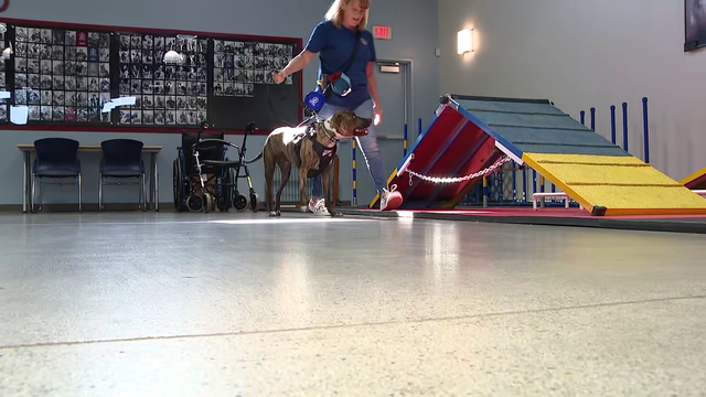 Soldier's Best Friend program helps change veterans' lives