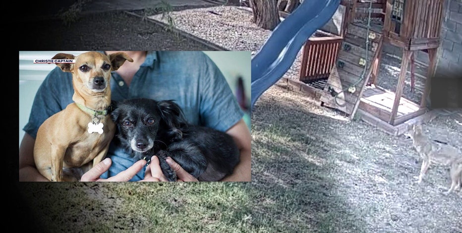 Phoenix couple sends coyote warning after their 2 dogs were killed