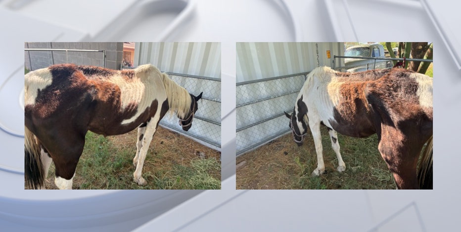 Deputies seek owner of malnourished horse found in Maricopa County