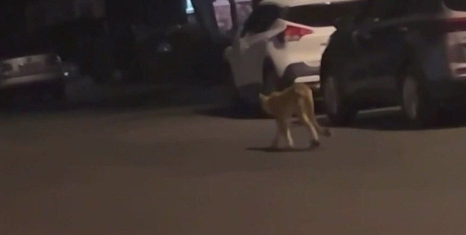 Verrado residents report more mountain lion sightings