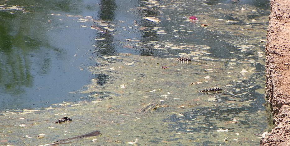 Dead ducks in Gilbert neighborhood pond cause community concern