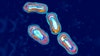 1 person dies of the plague in northern Arizona