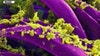Officials address concerns after AZ plague death