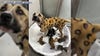 "Leopard dog" rescued from extreme heat up for adoption with her 9 puppies