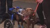 'Jerry's Law' signed into law, strengthening animal cruelty protections