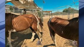 Neglected horses seized by deputies in Rainbow Valley: MCSO