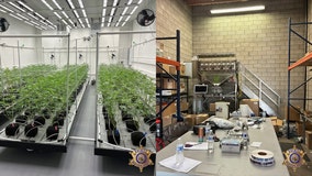 MCSO makes major illegal marijuana bust in Phoenix