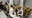 "Leopard dog" rescued from extreme heat up for adoption with her 9 puppies