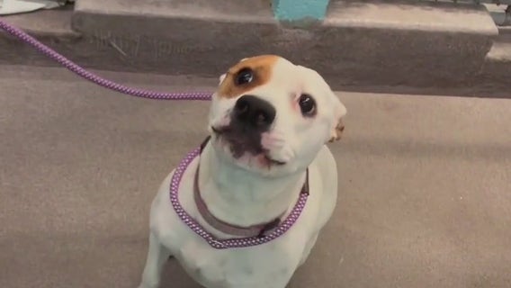 From Texas floods to Arizona mountains: Rescued dogs get second chance