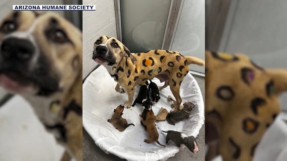 "Leopard dog" rescued from Arizona's extreme heat finds a "furever" home