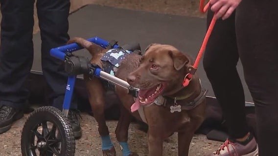 'Jerry's Law' signed into law, strengthening animal cruelty protections