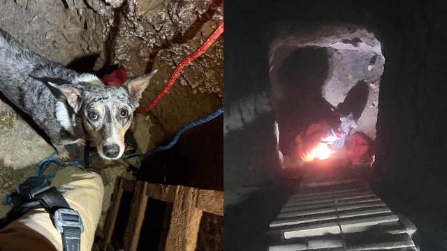 Mohave County dog rescued after falling a hundred feet down a mine shaft