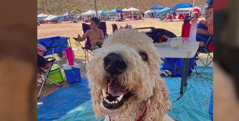 Disabled dog's wheelchair is gone, but community delivers a 'Chance' for joy