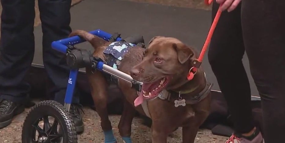 'Jerry's Law' signed into law, strengthening animal cruelty protections