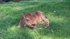 Twin premature calves in Mesa are beating the odds