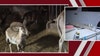 Exotic animals rescued from 'heartbreaking conditions' at Rio Verde farm