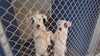 Extreme heat temporarily forces AAWL to limit dog adoptions: How you can help