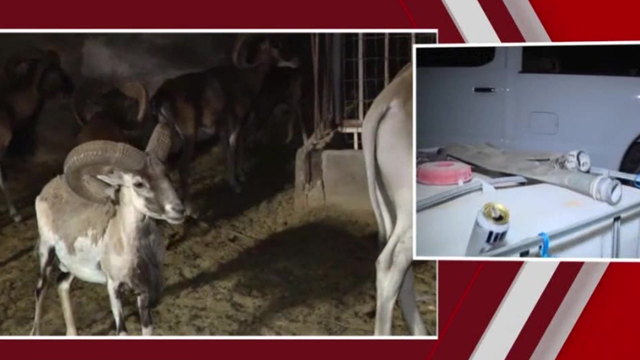 Exotic Animals Find a New Beginning at Rio Verde Farm