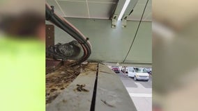 Chandler takes on pigeon problem with $350K contract