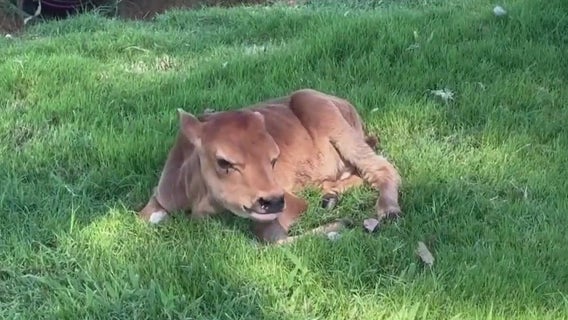 Twin calves born in Mesa survive despite premature birth