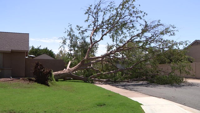 Monsoon: Overnight storm left some damage in parts of the Phoenix area
