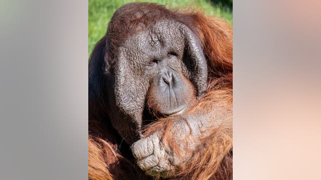 Michael, Phoenix Zoo orangutan, undergoes 2nd cancer surgery