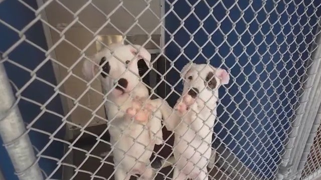 Extreme heat temporarily forces AAWL to limit dog adoptions: How you can help