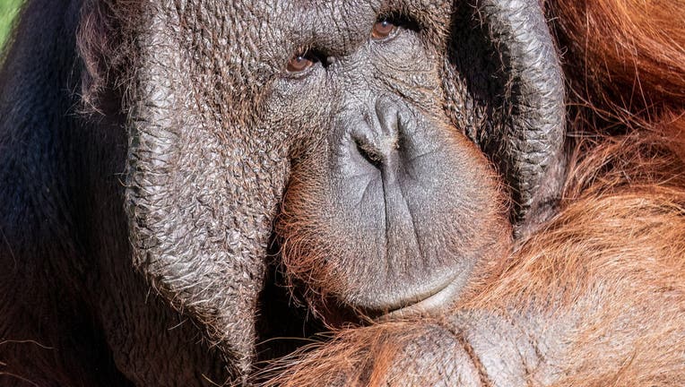Michael, Phoenix Zoo orangutan, undergoes 2nd cancer surgery | FOX