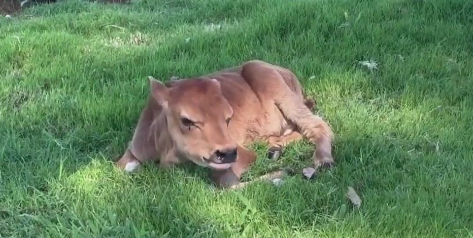 Twin calves born in Mesa survive despite premature birth