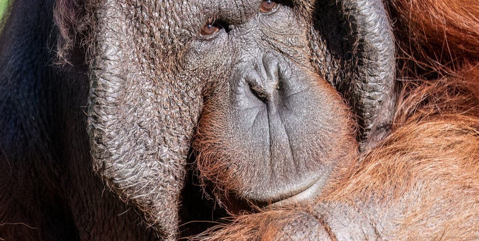 【Orangutan】羽毛布団　superior1 BUCHENBAUM michael-bornean-orangutan-