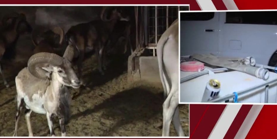 Previous coverage: Exotic animals rescued from 'heartbreaking conditions' at Rio Verde farm