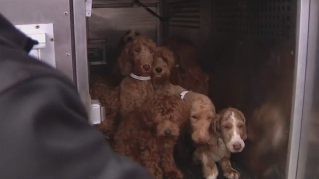 Dozens of dogs rescued from 'deplorable conditions' at Litchfield Park home