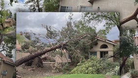 Tempe microburst leaves trail of devastation, hundreds of trees lost