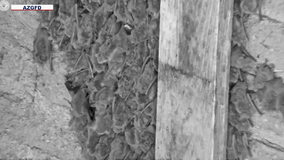 Mosquito-eating bats providing insect-control around Phoenix