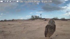 Wild at Heart fights to keep burrowing owls off Arizona endangered list