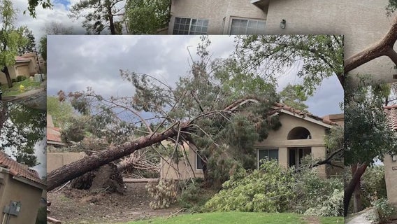 Tempe microburst leaves trail of devastation, hundreds of trees lost