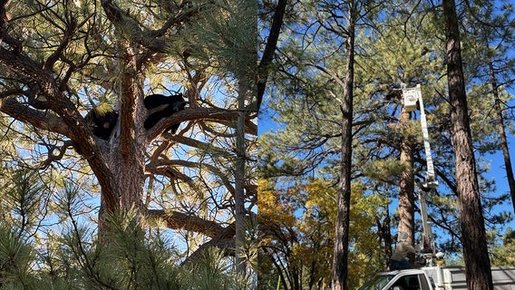 Beary good teamwork: Mama bear, cubs rescued from Flagstaff school tree