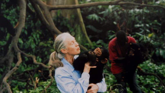 ASU researchers committed to continuing Dr. Jane Goodall's work after her death