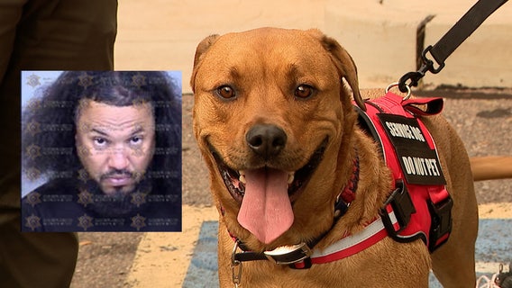 Service dog stolen in Mesa, suspect arrested: PD
